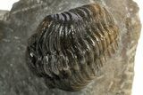 Mrakibina Trilobite With Austerops & Morocops - Mrakib, Morocco #311511-4